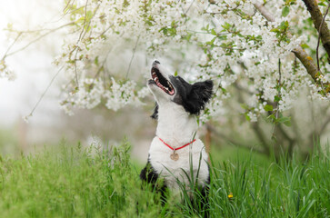a border collie dog sits in the flowers of a blooming tree spring photo of a dog
