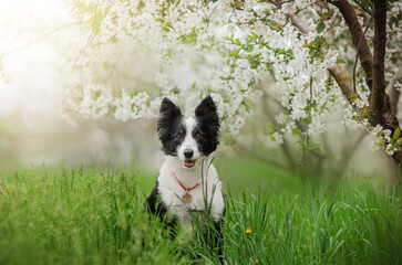 a border collie dog sits in the flowers of a blooming tree spring photo of a dog