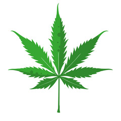 cannabis leaf isolated on white