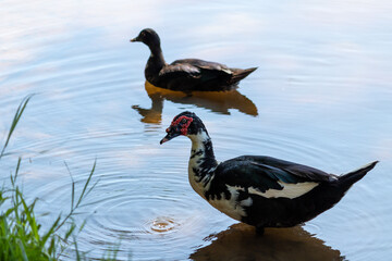 Photograph of a beautiful duck in the park.