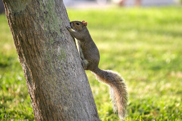 Beautiful wild gray squirrel climbing tree trunk in summer town park