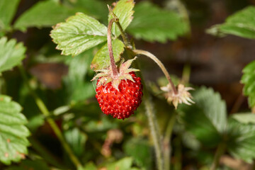 Ripe garden strawberries in the garden of a country house.