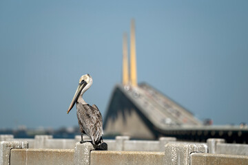 Pelican bird perching on railing in front of Sunshine Skyway Bridge over Tampa Bay in Florida with...