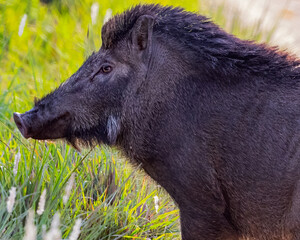 A Wild Boar close up in forest