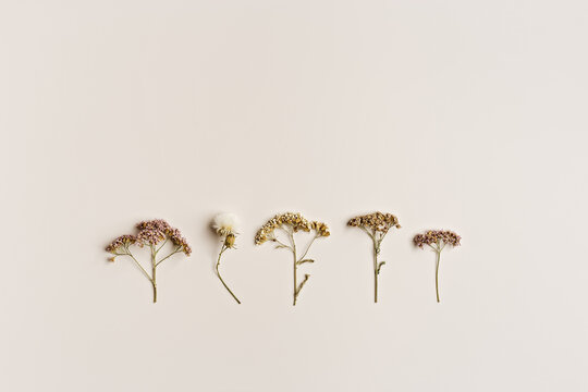 Minimal autumn composition with dried wild flowers on beige background, nature autumnal decor, still life photo neutral colors, minimal flat lay of natural forest flowers. Autumn, fall concept.