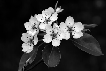Fototapeta na wymiar white flowers on black background
