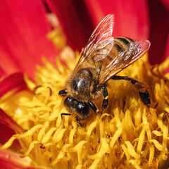 Macro of an European Honey Bee (Apis Mellifera) feeding and pollinating on a red and yellow dahlia flower. Long Island, New York, USA
