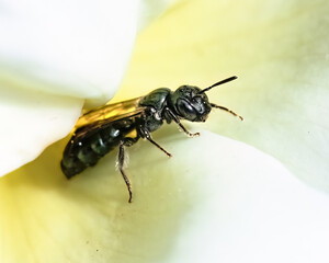 Macro of a Small Carpenter Bee (Ceratina sp) perched on  a light yellow rose flower petal. Long Island, New York, USA. 
