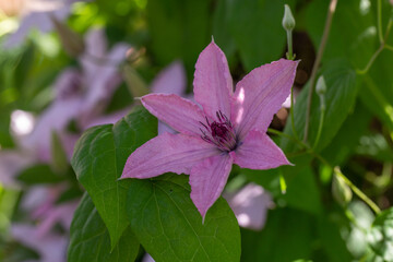 Blooming pink clematis flower on a green background in summertime macro photography. Traveller's...