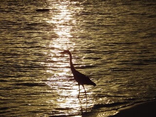 silhouette Grey Heron bird standing on the beach ,the golden light from sunset reflected to the ocean  at Maldives