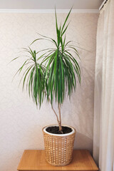 Tall houseplant Dracaena Marginata in a wicker basket on a chest of drawers. Home plants, care and interior decoration. Home gardening concept. Palm tree in the interior on a light background