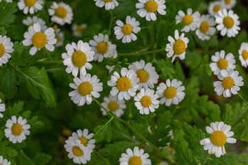 Fototapeta premium Blooming daisy flowers on a summer sunny day macro photo. Wildflowers with white petals in the meadow close-up photo. Blossom daisies in springtime floral background.