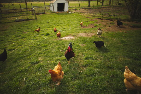 Chickens on a small farm in the country. Small scale poultry farming in Ontario, Canada.
