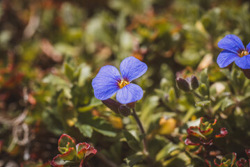 Fototapeta na wymiar Kleine blaue Blume im Garten