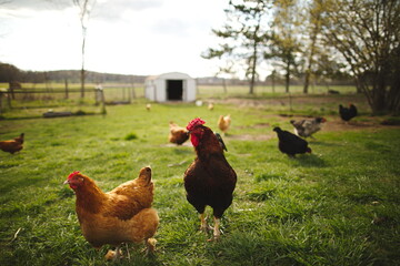 Chickens on a small farm in the country. Small scale poultry farming in Ontario, Canada.