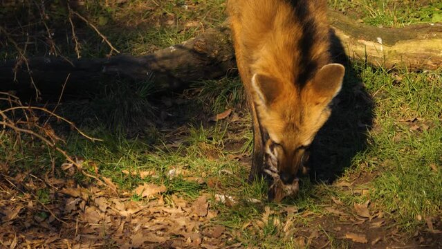 Close up of a maned wolf eating a chicken on a meadow