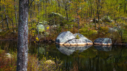 Obraz na płótnie Canvas Lincoln Woods State Park and Olney Pond spring landscape with glacial rocks in the water and new sprouts on the trees near Providence, Rhodes Island, USA