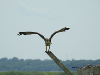 Fototapeta na wymiar Osprey with its wings spread ready for take off, at the Edwin B. Forsythe National Wildlife Refuge, Galloway, New Jersey.