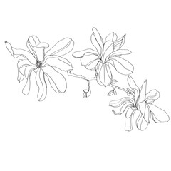 black and white line illustration of magnolia flower on a white background, 