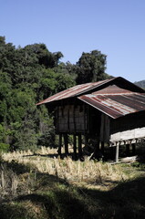 Fototapeta na wymiar House in rice field