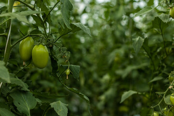 Recolección de tomate