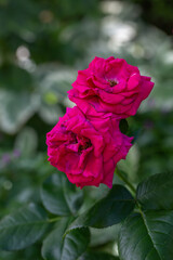 Fototapeta premium Blooming pink rose flower macro photography on a sunny summer day. Garden rose with pink petals close-up photo in the summertime. Tender rosa floral background.