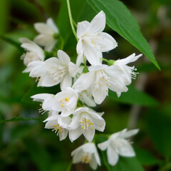 Slender Deutzia 