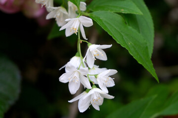 Slender Deutzia 