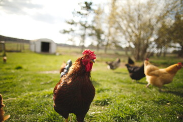 Chickens on a small farm in the country. Small scale poultry farming in Ontario, Canada.
