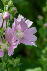 Pink mallow flower on a green background on a sunny summer day macro photography. Blooming garden malva flower with pink petals closeup photo in summer.	