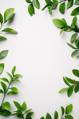 Natural green branches with leaves on empty light grey background with copy space. Trendy template with fresh plant. Eco summer concept. Skin care product marketing. Top view. Minimal composition.