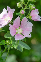Pink mallow flower on a green background on a sunny summer day macro photography. Blooming garden malva flower with pink petals closeup photo in summer.	