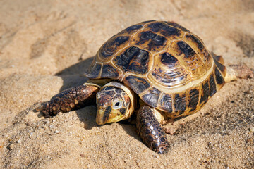 Russian tortoise in the sand. Land turtle close up