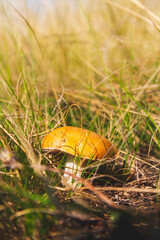 Mushrooms in green grass at dawn. Mushrooms in bright rays of sun close-up.