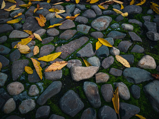 Autumn leaves in the garden