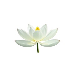 Fototapeta premium Lotus flower watercolor, generative ai illustration on white background