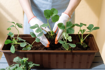 Woman in garden gloves put strawberries seedling in container with mineral fertilizers soil
