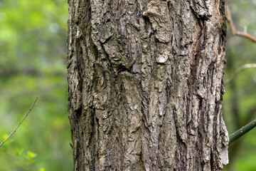 Background of Sophora bark. Detail of the bark of Sophora - Latin name - Sophora japonica pendula.