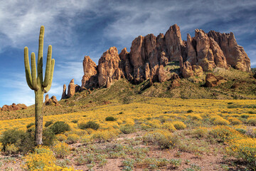 Superstition Mountains Saguaro - 597584780