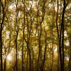 Fototapeta premium joint forest trees autumn sapling brightness