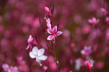 Close up of pink flower