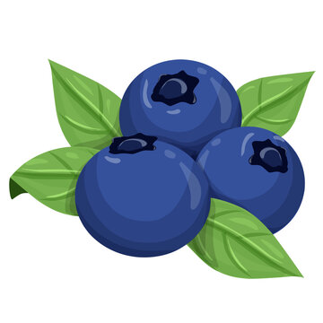 blue blueberries with green leaves clip art preview