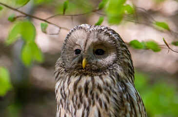 A close-up of a Strix uralensis bird
