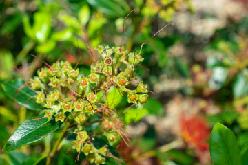 Buds of Lxonanthes reticulata | Ixonanthes
