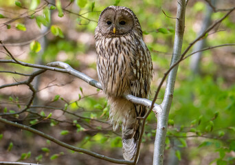 a close-up portrait of a Strix uralensis bird sitting on a branch