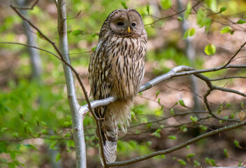 A Ural Owl (Strix uralensis) sitting on a branch