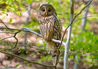 a close-up of a Ural owl bird (Strix uralensis) sitting on a branch in the forest