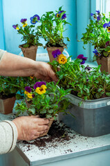women's hands plant flowers in peat pots, vertical photo.selective focus. High quality photo