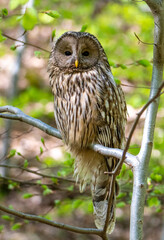 A Ural owl bird sitting on a tree branch