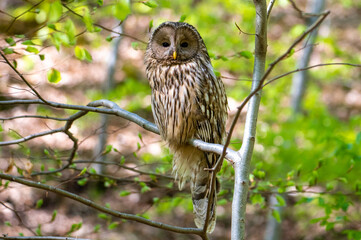Portrait of the Ural owl looking from a branch, wild animal in natural habitat